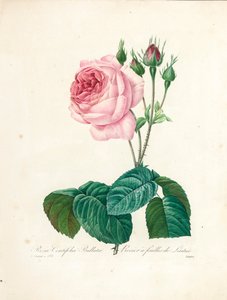 Rosa Centifolia Bullata, graviert von Langlois, aus 